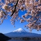 河口湖円形ホール付近　富士と桜　その２