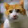 猫のいる暮らし