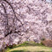 大槌川 桜の回廊