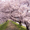 大槌川 桜の回廊