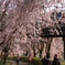 枝垂桜(2)
