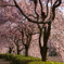 枝垂桜(3)