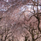 枝垂桜(4)
