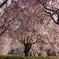 桜のトンネル