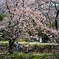 桜散歩
