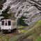 にゃん旅鉄道ラッピング車両と桜