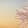 ほろ酔い桜