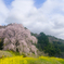 枝垂桜