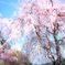 優美なる枝垂れ桜