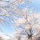 高田城址公園桜2023