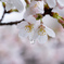 桜の雫