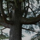 昭和記念公園　大きな木