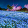 夜桜✕ネモフィラ