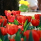 2023_ShowaKinenKoen_Tulips