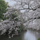 茨城県つくばみらい 福岡堰の桜
