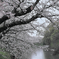 茨城県つくばみらい 福岡堰の桜