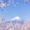 桜と富士山