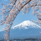 富士山と桜