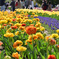 春を彩る花たち-サンラバー-