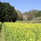京都大原の菜の花畑