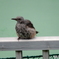 鳥 20170917-1
