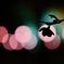 夜桜のソリチュード