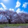 古代桜
