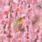 春色吐息