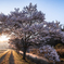 桜並木の朝