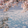 Sakura Walk 6