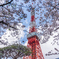 ランドマークの春