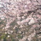 桜の渡月橋