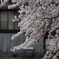 Spring has come.