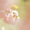 美しき花弁