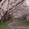 桜並木