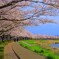 桜並木