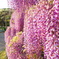 藤の花の美しさ