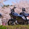 桜とハーレー