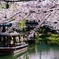 桜降る十石舟