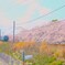 2023年の桜