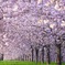 八重桜