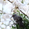 ヒヨ桜。Jintu 420-800mm F8.3-16