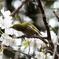 桜ジロー。Jintu 420-800mm F8.3-16で撮影