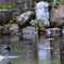 カワセミ飛び込みに挑戦。Jintu 420-800mm F8.3-16で撮影