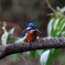 カワセミくん。Jintu 420-800mm F8.3-16で撮影