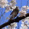 ヒヨ桜。Jintu 420-800mm F8.3-16で撮影