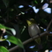 メジロくん渋め。Jintu 420-800mm F8.3-16で撮影