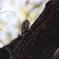 コゲラくん。Jintu 420-800mm F8.3-16で撮影