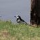 ハクセキレイさん。Jintu 420-800mm F8.3-16で撮影