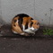 大学にいた猫